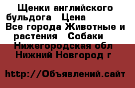 Щенки английского бульдога › Цена ­ 40 000 - Все города Животные и растения » Собаки   . Нижегородская обл.,Нижний Новгород г.